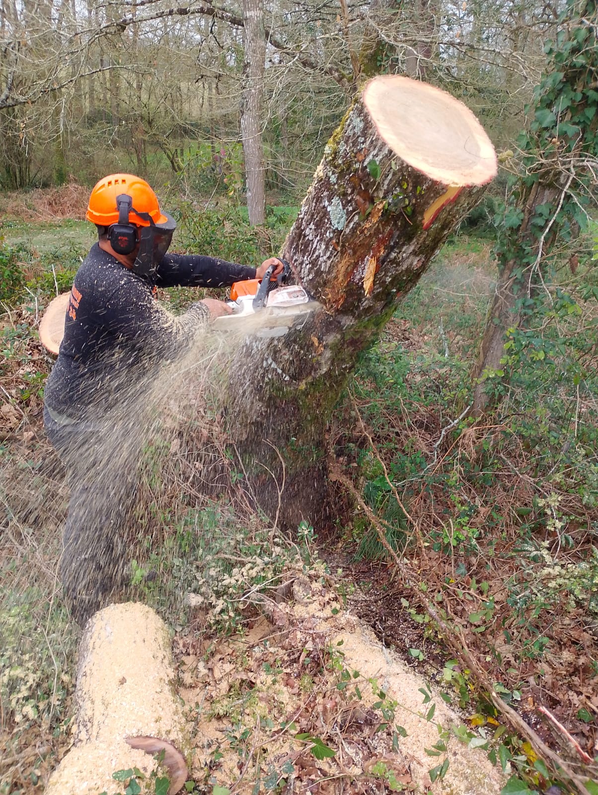 Abattage d'arbres - Photo 6