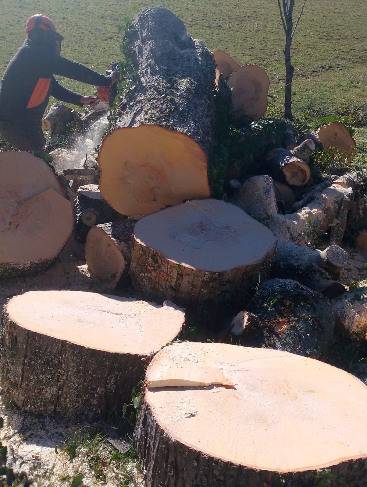 Abattage d'arbres - Photo 5