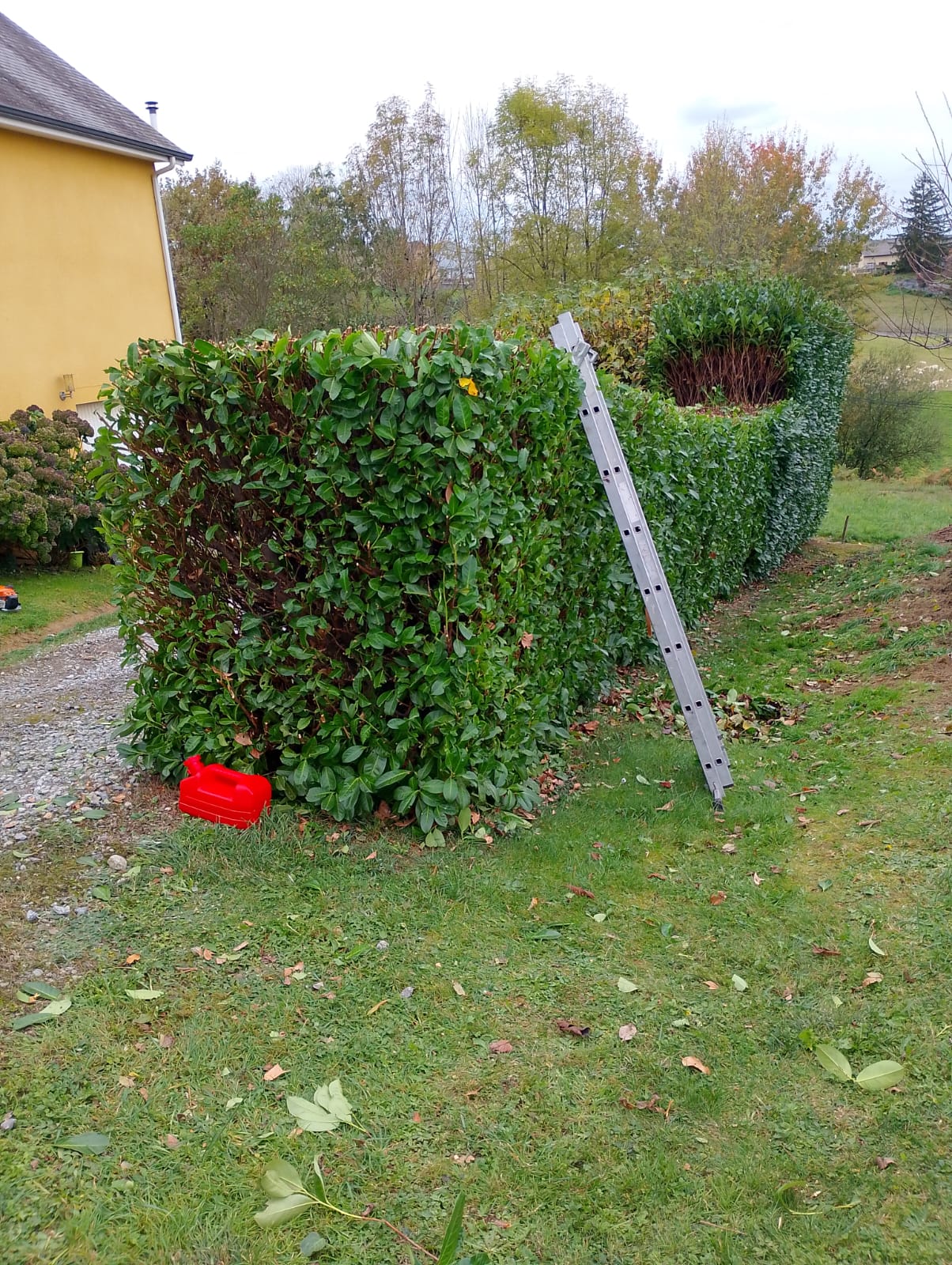 Tailles de haies - Photo 6